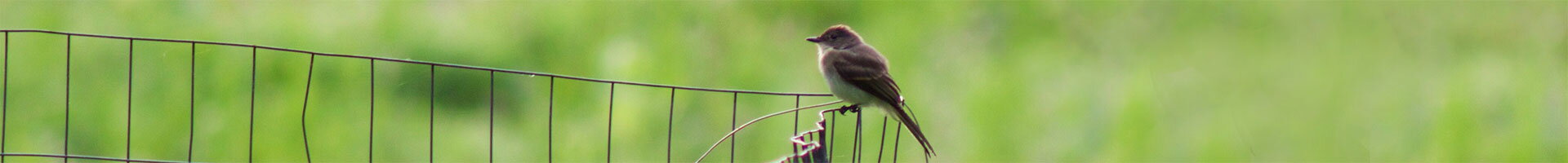 . .. nové věci  na Váš dvůr